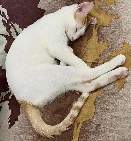 Caring for Animals: Support Our Animal Welfare Program