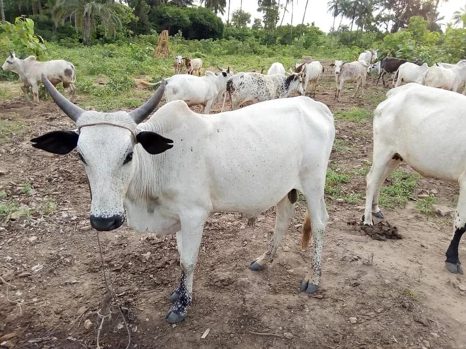 Thank You for Feeding Hungry Families