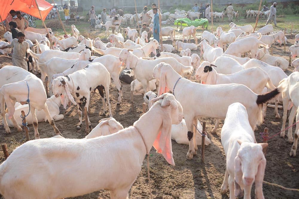 Qurbani Eid: A Story of Faith, Sacrifice, and Kindness